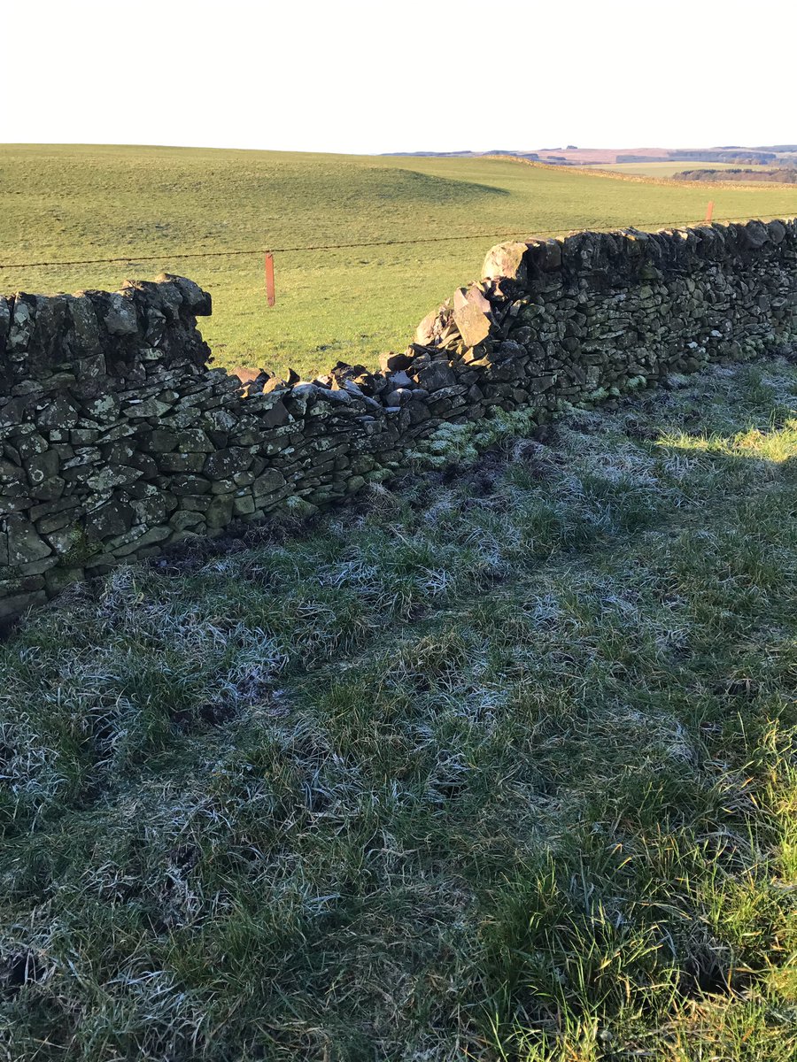 DonaldMillar's tweet photo. Hate sheep #GrassMaggots https://t.co/me2nhcHcIk
