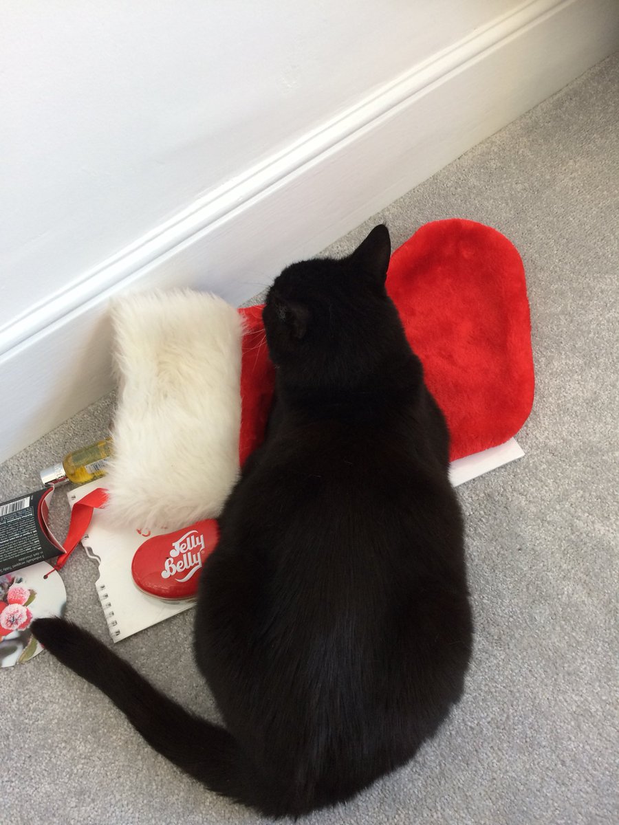 PrincessPaws_1's tweet photo. By the power invested in me I hereby claim this Santa stocking as mine for  #Christmas2018 . My human has got shit loads of time to their head around it. https://t.co/15iwMnJbki