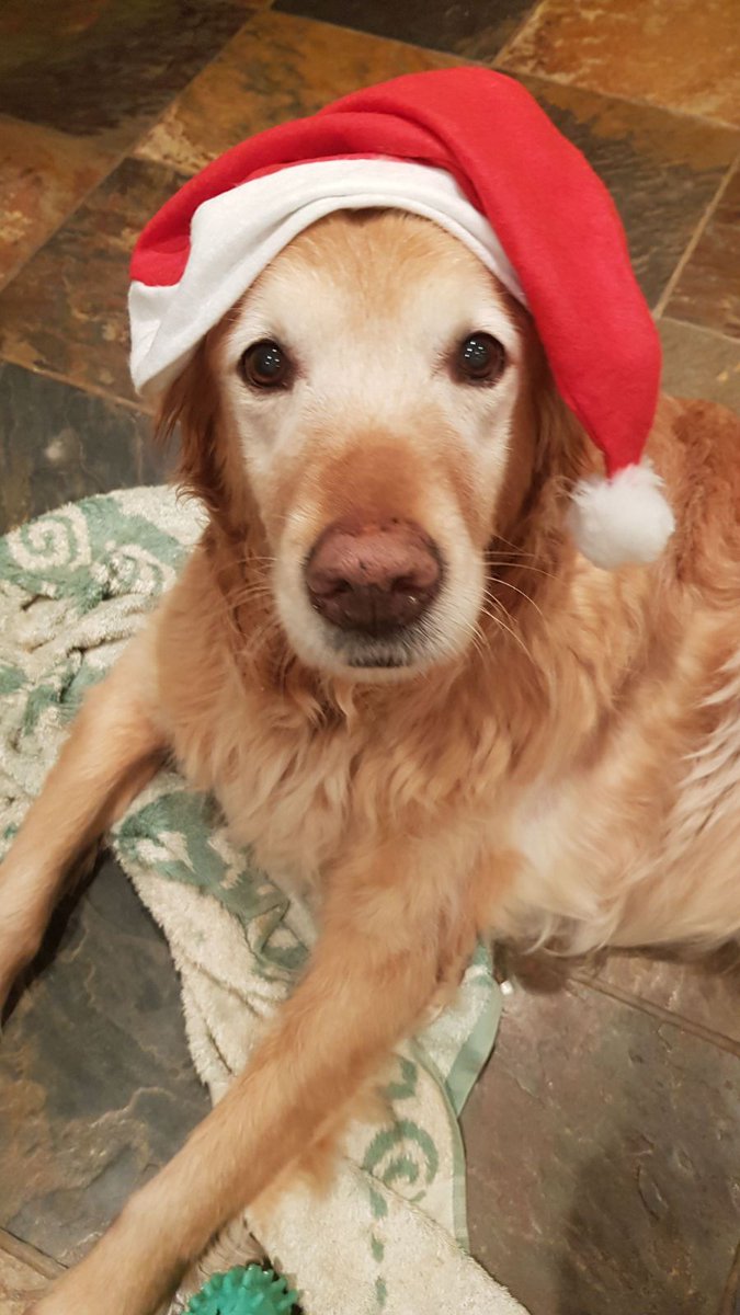 HugMyPet's tweet photo. Merry Christmas and a Happy New Year from Mr Crumble the #dog and everyone at https://t.co/5aF4T99ja8 https://t.co/si6InT61sP