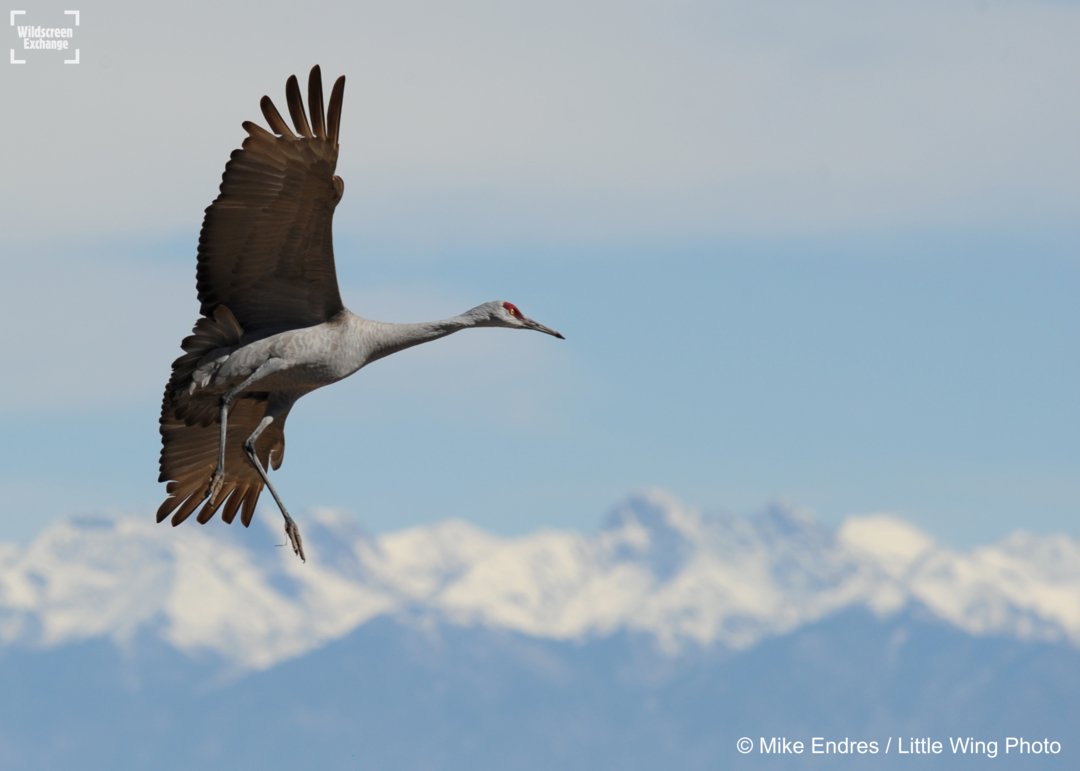 Flying high.. #birdlife 🐦
#POTD by Mike Endres - mendres.photoshelter.com