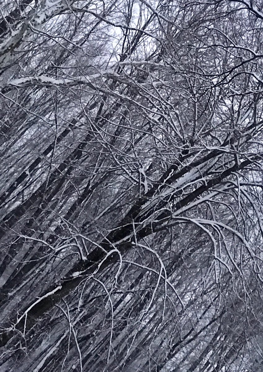 cherschall's tweet photo. Bitter beauty! ❄️ https://t.co/iS56ywHfVi