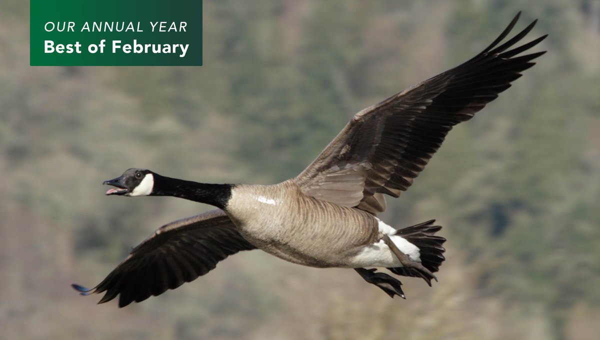 The Onion tweet media