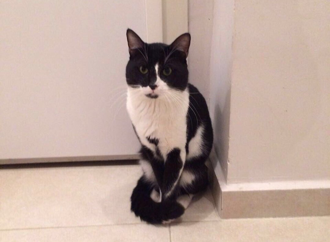 BlogAnimaux (@bloganimauxtr) on Twitter photo 