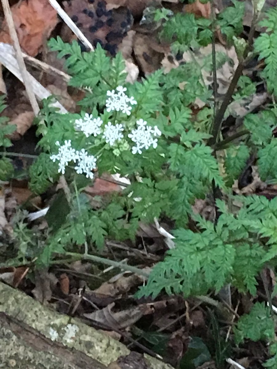 Hirculus's tweet image. Anthriscus sylvestris