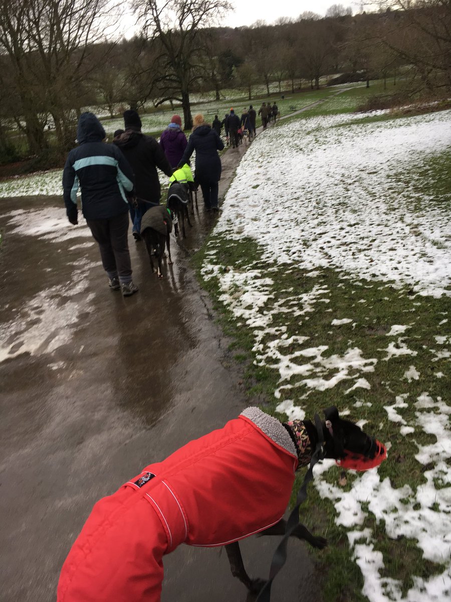 BgpDoggies's tweet photo. Today lots of ppl came to kennels so we all went to the park for a group walk 🐾🐾💞
It was lovely, lots to see n sniff https://t.co/L3jIUbjBMK