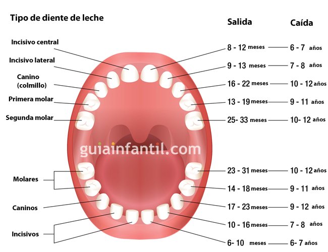 guiainfantil's tweet image. ¿Cuándo se mudan los dientes de leche en los niños? Aquí tienes la respuesta, en una tabla muy sencilla y visual... guiainfantil.com/articulos/salu…
