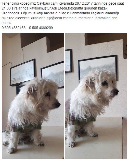 Bu tatlı köpek kaybolmuş ve kalp hastası. Acilen bulunup ilaçlarının verilmesi gerekiyor. ‼️@46startv İletişim ⬇️