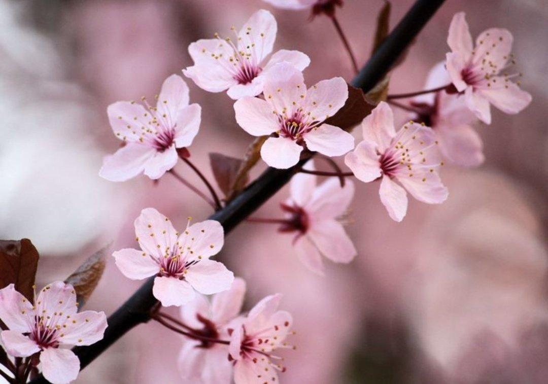 Cherry-blossum onlyfans