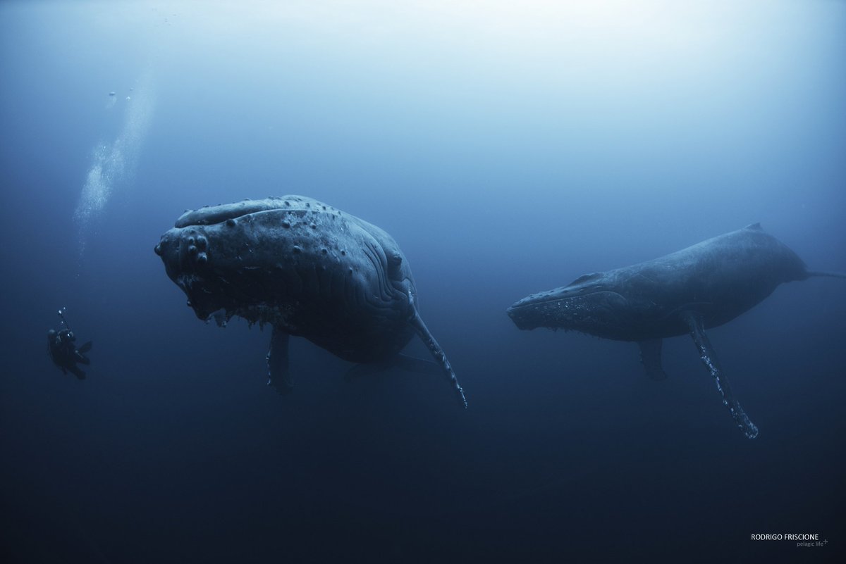 The whale on the left is an adult female. The one on the right is her male escort. We were on our way to Roca Partida when we heard that the female's calf had been attacked by a few killer whales. When we got there, the mother was inconsolable.  
– Rodrigo Friscione