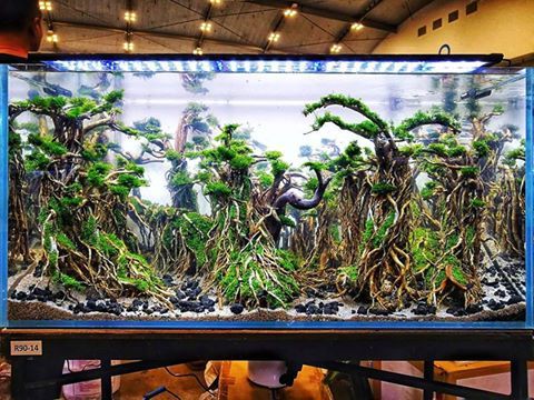 acuario3web's tweet image. INDOSCAPERSRACE 90cm competition tank - Layout 14 #FAAO #Indoscaperace #indonesia #ISR2017 #aquascapingmakesmyworldgoround #Prodibio