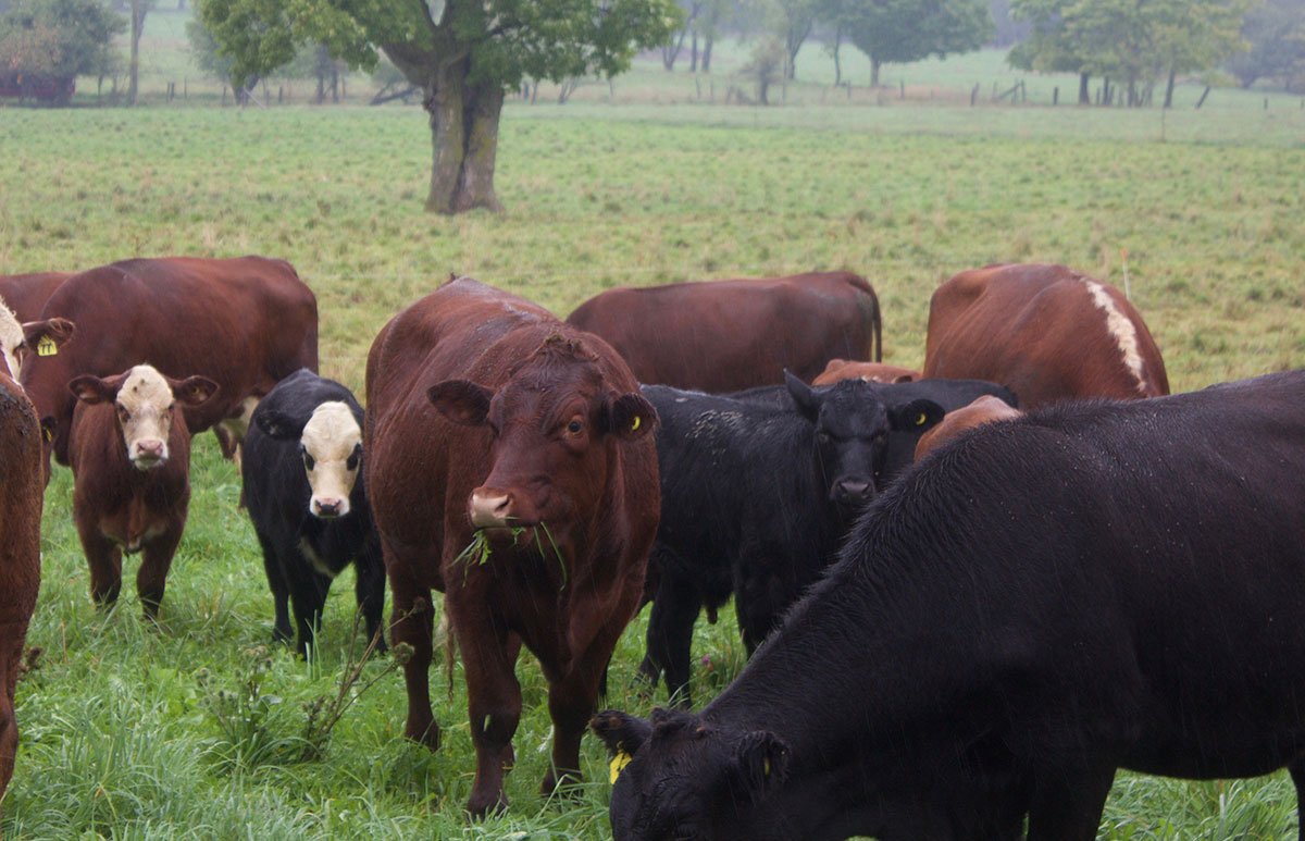 Rowe Farms Uptown tweet media