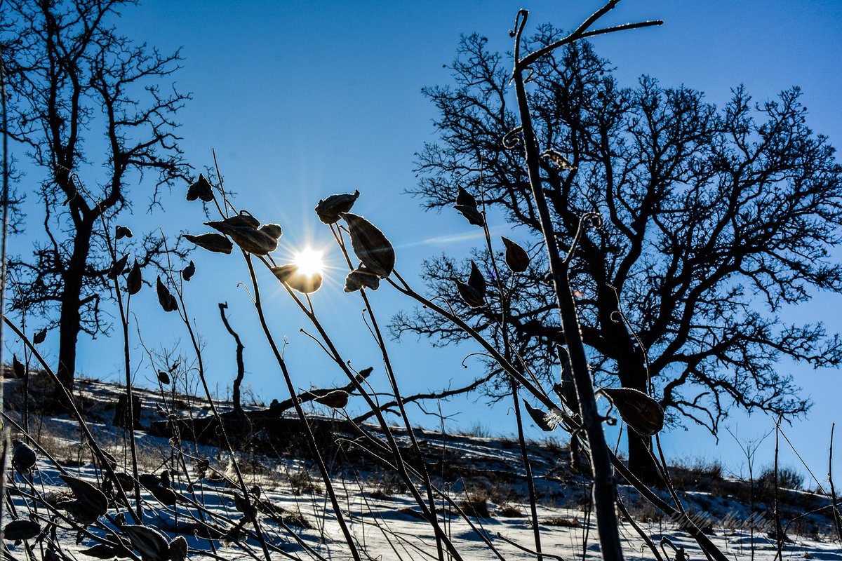 Violanursery's tweet photo. Skies are extra clear when the temps are below zero. #destinationviola #milkweed #snow https://t.co/290DcXoa07