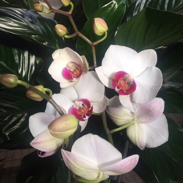 McShanFlorist's tweet photo. Beautiful orchids for a lovely day! #flowers #floradesign #whiteflowers #orchids #flowerarrangement #localflowershop #McShanFlorist #McShan #Dallas #Dallasflorist #Texasflorist #localflorist https://t.co/bSrpPVrLKS