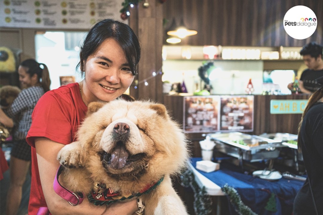ThePetsDialogue's tweet photo. We celebrated Christmas with the largest ChowChow group here in Singapore! Guess what went down? ⬇️

https://t.co/UMi9aJLs3R
#thepetsdialogue #chowchow #petstories #DogLove #DogLovers #dogsoftwitter #dogsarelove #dogsarejoy #dogsofinstagram #DogsHelpUs #SGnews https://t.co/QQYI3YybA6