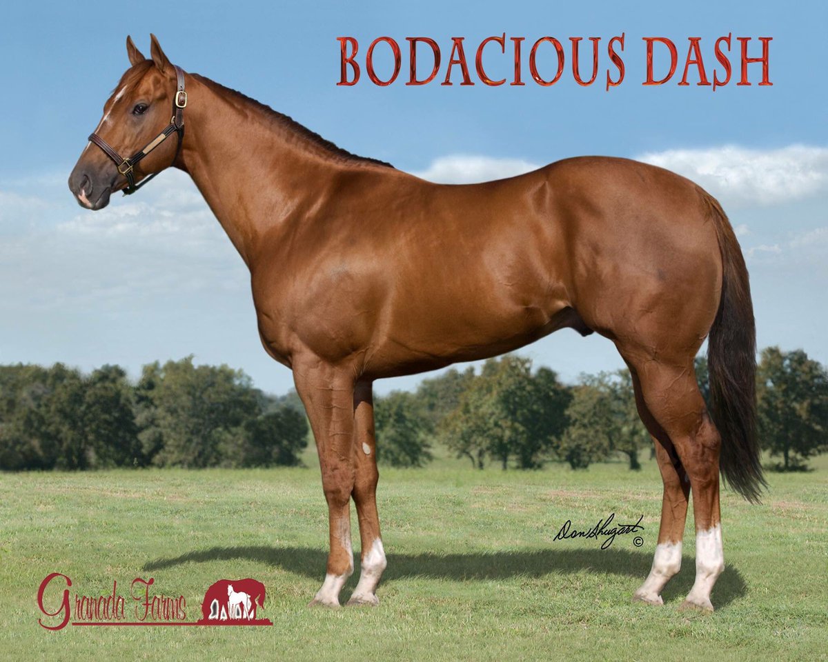 GranadaFarms's tweet photo. #SUENOSDINEROS by #BodaciousDash goes for his fourth win In the 400 yard Sunland Park Juvenile Championship this Sunday. Best of luck! The 2017 West Texas Futurity winner races for owner Victor Lozano and trainer Jose Luis Muela. Esgar Ramirez has the riding call. https://t.co/7LmHFULzDY