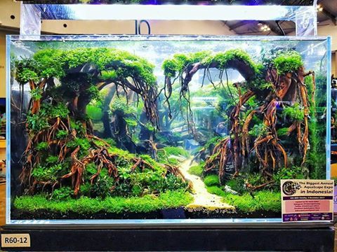 acuario3web's tweet image. INDOSCAPERSRACE 60cm tank competition - Layout 12 #FAAO #Indoscaperace #indonesia #ISR2017 #aquascapingmakesmyworldgoround #Prodibio