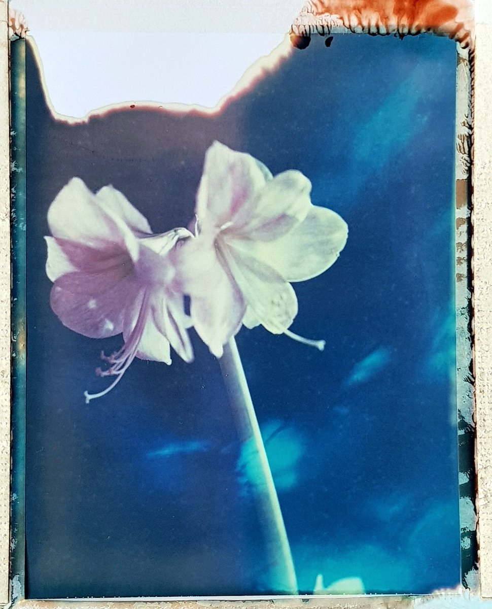 JulioVet_photo's tweet image. Flores de navidad 😍
#Polaroid669 #expiredfilm #makerealphotos