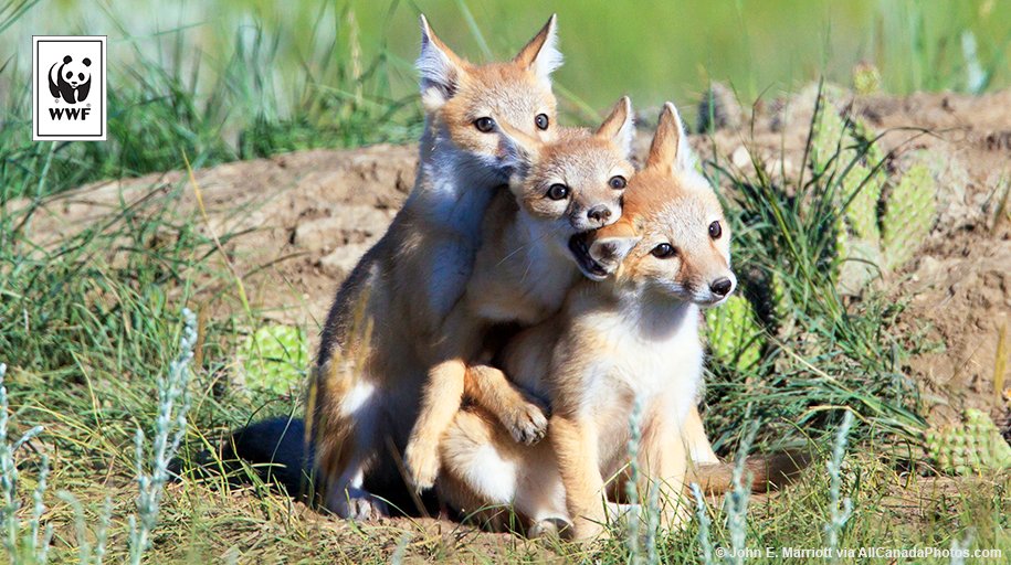 WWFCanadaFR's tweet photo. En septembre, nous dévoilions que la moitié des 903 espèces contrôlées au Canada déclinent. Pire : que parmi celles-ci, le déclin est de 83 % en moyenne. En 2018, nous allons travailler pour #PlusdeConservation https://t.co/8KwN5IiRJb https://t.co/tBJj5iSIk1