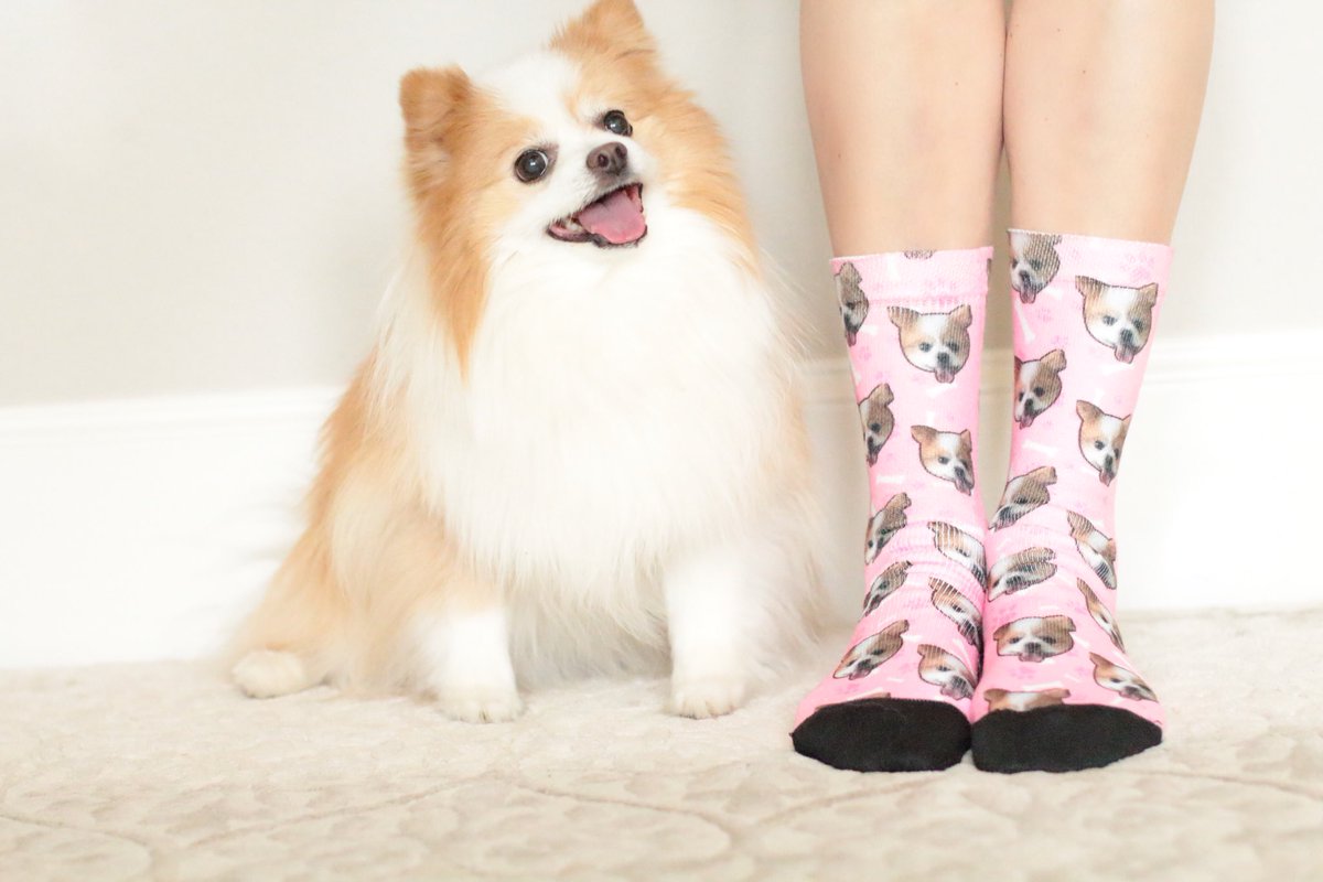 MarziaPrince's tweet photo. Happy Doodle Day! 🐶💕 11 years ago this little Doodle was adopted. Happy birthday Paris! #AdoptDontShop #pomeranian #pupsocks https://t.co/Ti4Yunwxus
