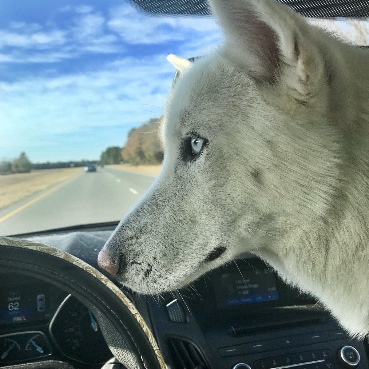 TheBearBearDog's tweet photo. I’m not the best co-pilot 🤷‍♂️🐶💕🐾🚗 #keepyoureyesontheroad #siberianhusky #germanshepard #dogsoftwitter #roadTrip #adoptdontshop #dogsofinstagram #dogslife #DogsHelpUs #dog #instagood #cute #NorthCarolina #dogsofinsta #dogsofnc https://t.co/gn2BthKqxA