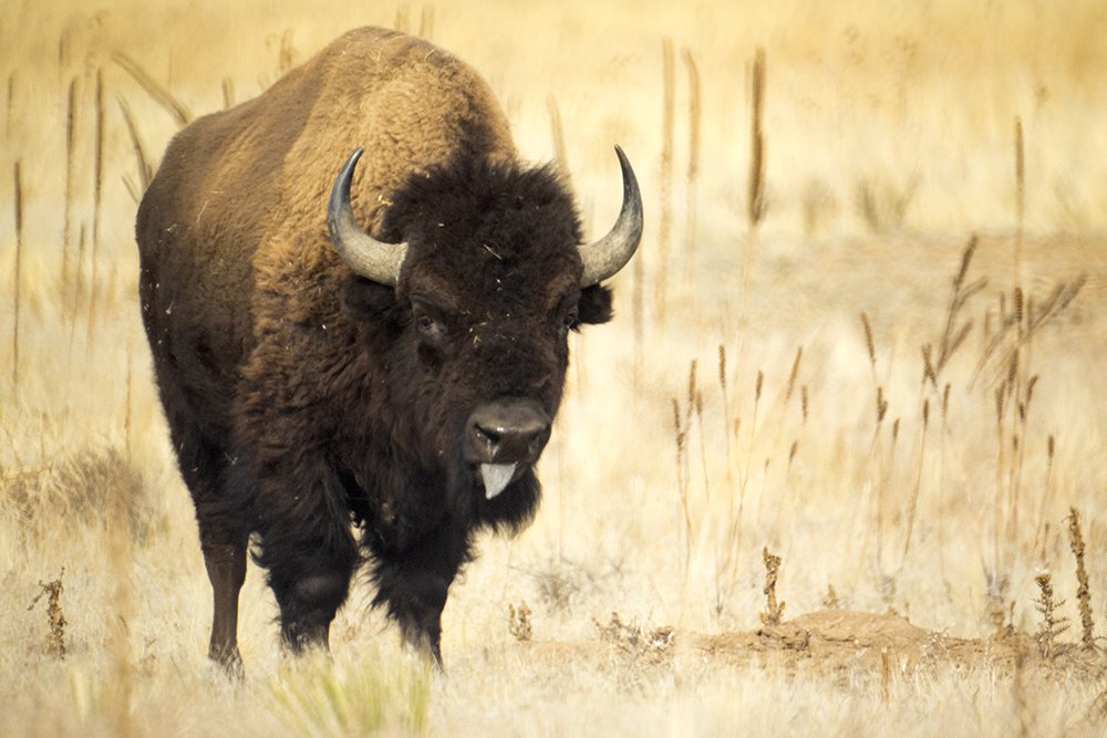 Denverite's tweet image. This is an important public service announcement. If you drive 20 minutes, you can see some dang bison.

bit.ly/2E1xMyi