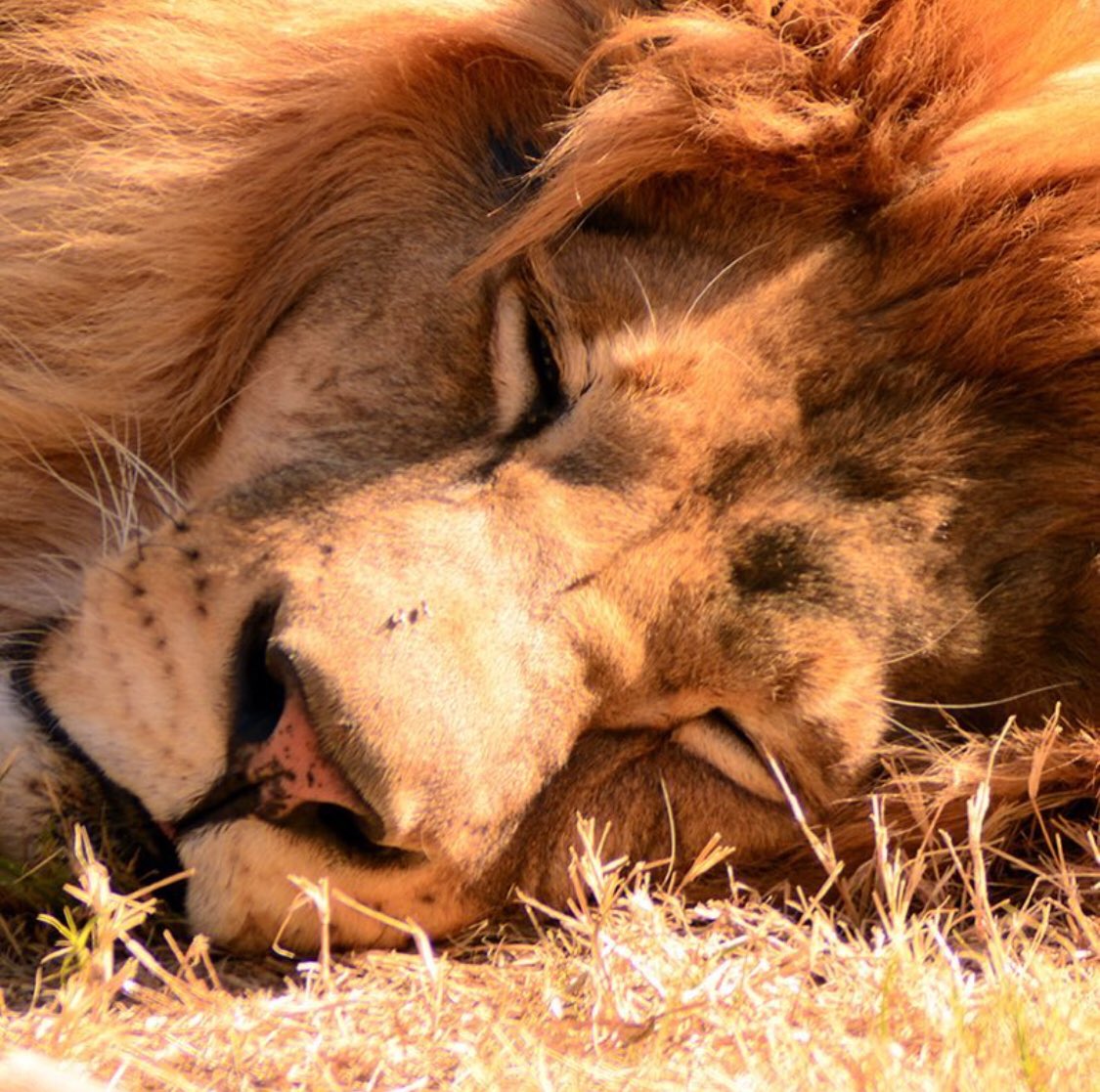 One of those days... where you just want to keep hitting snooze. 💤 💤 
(📷credit: Charles Ralston)
#lion #snooze #aftertheholidays