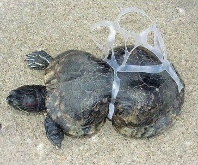 Okyanuslarımızı temiz ve hayvan zulümünden uzak tutmak için plastik kullanımını azaltmamız gerekiyor.             We need to reduce plastic waste to keep our oceans clean and cruelty free