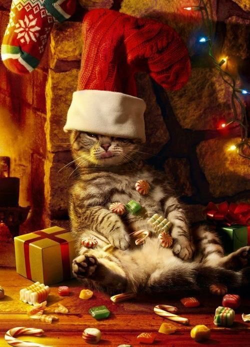 Over-indulged?  Why wait, join Anytime Fitness Loudwater today and beat the January rush ! We're open tomorrow from 10am-5.30pm and Saturday 10am-4.30pm pop in for your FREE trial or sign up online anytimefitness.co.uk