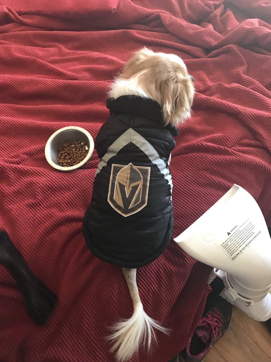 VGKDev's tweet photo. @GoldenKnights Milton loves the Knights! https://t.co/sjlJBT6HaM