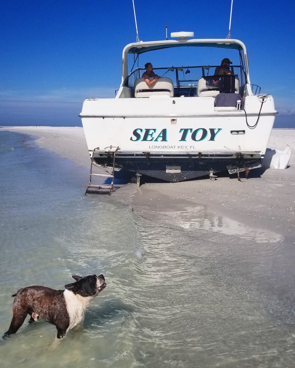 NatassjaLeyba's tweet photo. Santa would be howling if he saw how you were treating your toys...
.
.
#boating #Christmas #bostonterrier #seatoy #toys #howl #ruffday #floridaproblems #explore #adventure #wreckage #beached #beachedboat #wanderlust #flwx https://t.co/L56hBIqi4P
