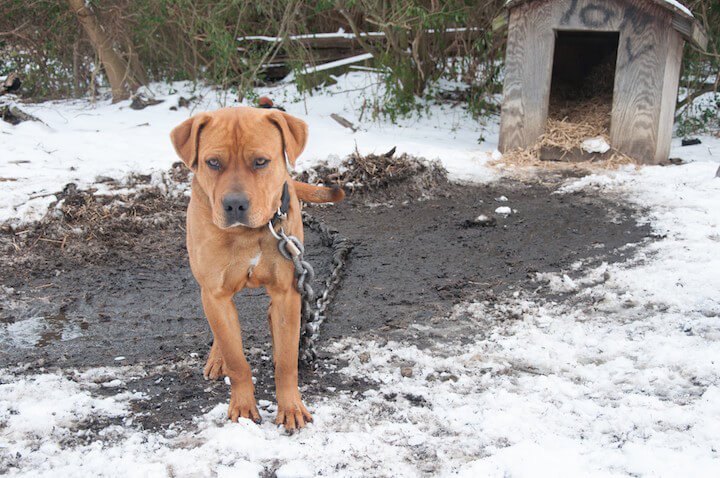 AnimalCruExFund's tweet photo. It's disgusting that people are still chaining their dogs outside during the freezing cold. These people should know how it feels to be stuck in the cold. #animalcruelty #animalrights #cruelty #needstostop #Chaineddogs https://t.co/Q5gI7TuGVk