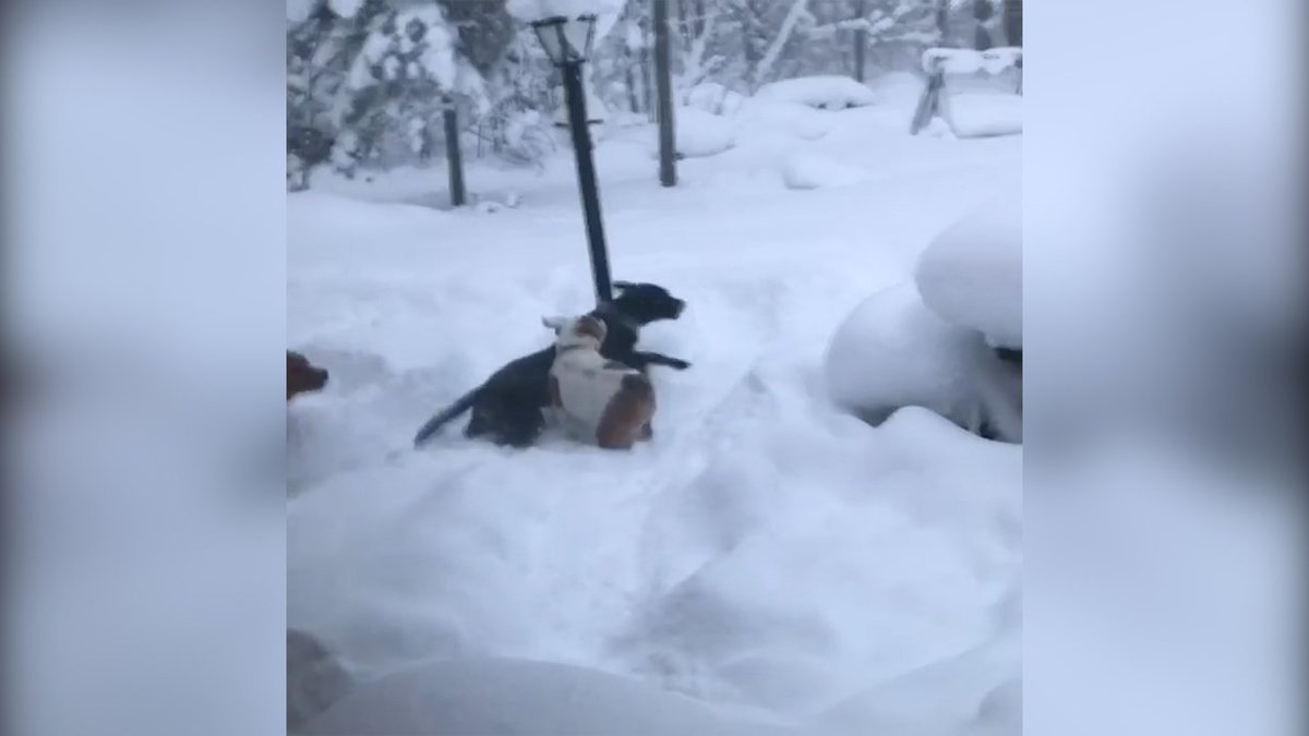 The Sacramento Bee On Twitter Video Dogs Frolic In Winter