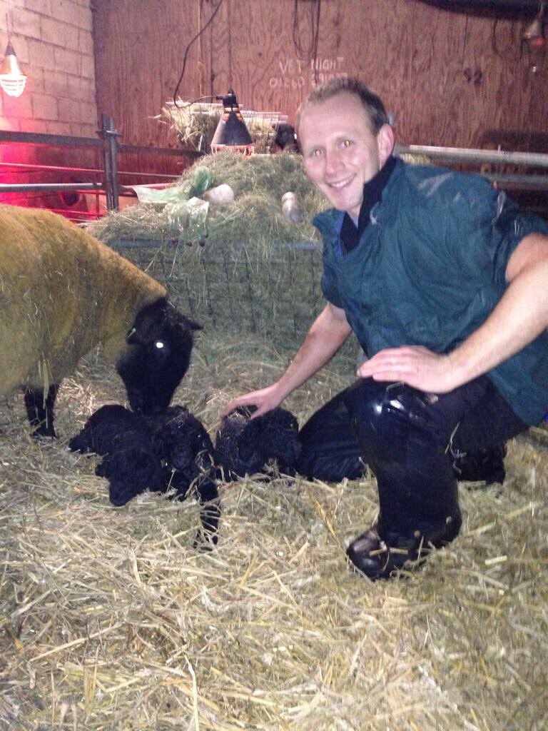 3 Suffolk lambs! #12doc Are you ready for lambing? Get in touch with #willowssheepclub to improve your lambing season.