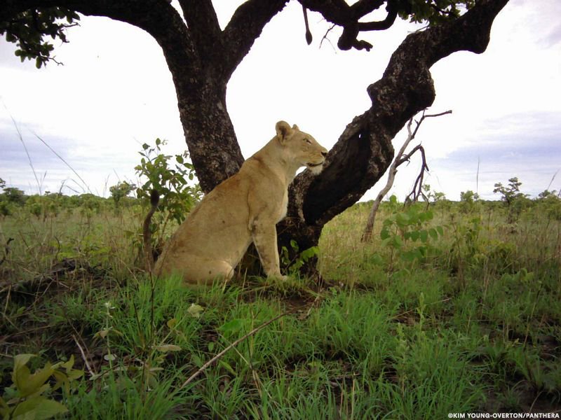 PantheraCats's tweet photo. Do you recognize this #lioness? And what's that in the tree above her? https://t.co/Hn3AMeeMB9