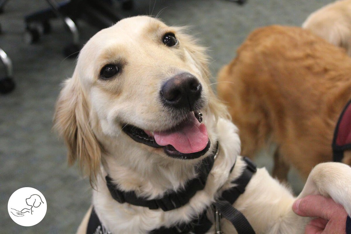 paws4people tweet media