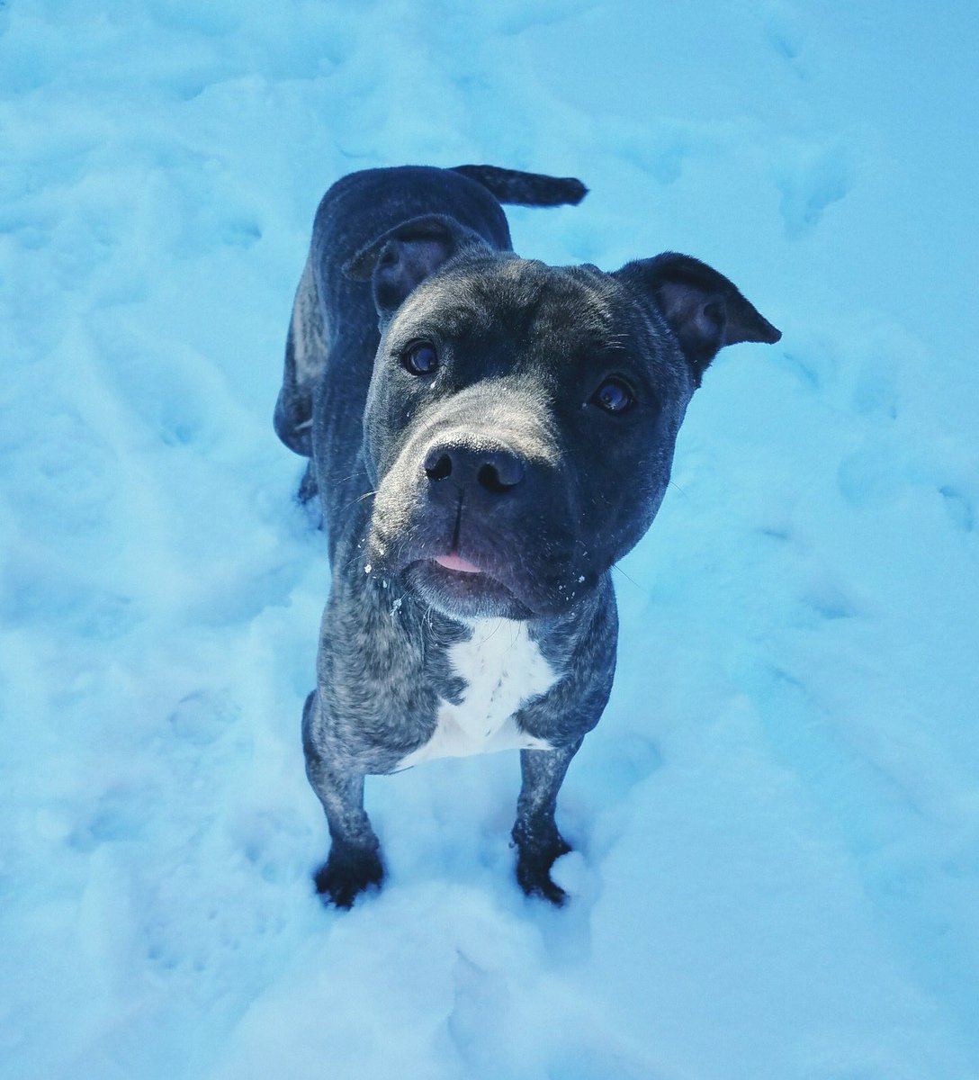 LucasCountyDogs's tweet photo. With all this snow and frigid temps, now is the perfect time to adopt a shelter dog like Honeycrisp here to cuddle up with! It will warm your heart and soul! #AdoptDontShop https://t.co/cTiHLLE40r