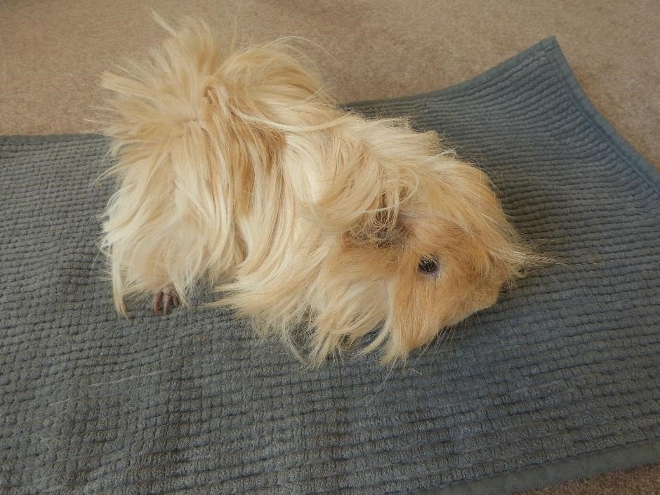 RATSPetRescue's tweet image. Dandy #GuineaPig is looking for a new home! #Bedford info.rats@gmail.com Please RT