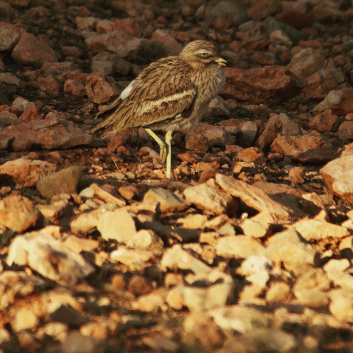 travel_wildlife's tweet photo. a rather successful final day, up in the High Atlas, with North African Elephant Shrew, Tristram's Warbler, Moroccan Day Gecko and a field full of Stone Curlews... #HighAtlas #Morocco #Maroc #Burhinus #Thickknee #Sengi #wildlifetravelling #ParadiseValley https://t.co/vNXoCyrQzd