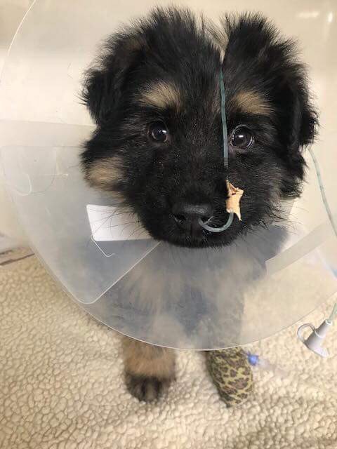 beverleycuddy's tweet photo. Latest photo of Marshall from the vets. He is blood glucose level is normalising. everything crossed. Support #LucysLaw https://t.co/i07TqVKnX7