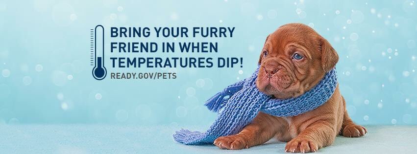 Bring your furry friend when temperatures dip