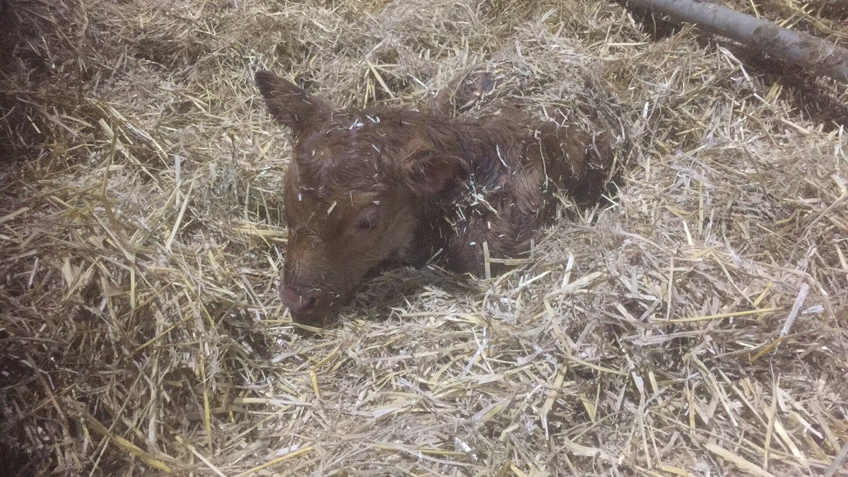 Posh_Pork's tweet photo. @Stabiliser1 lovely heifer @MoocallUK https://t.co/Is5tgx7hTc