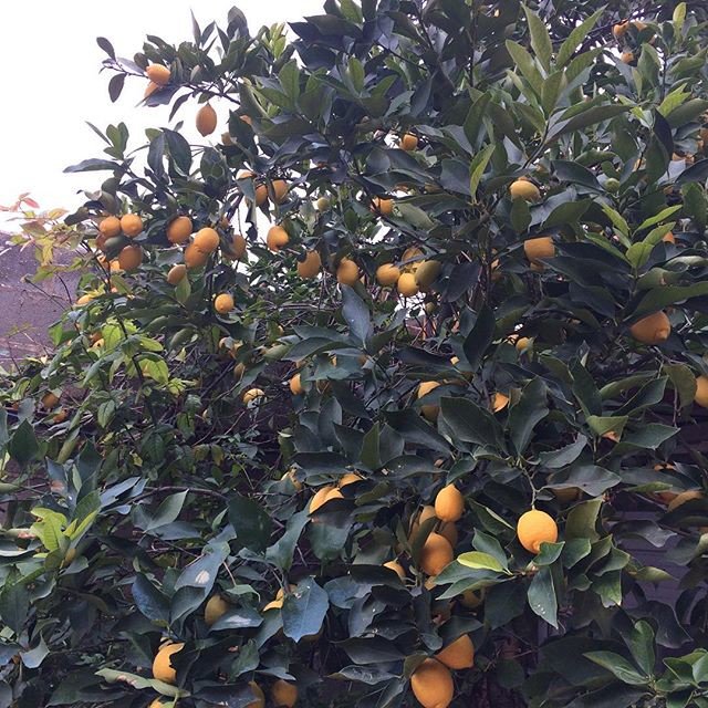 salyexperimient's tweet photo. #limonero #casa #limones #salyexperimienta #lemon #lemonade #foodie #instafood #home https://t.co/qBuE80ercL
