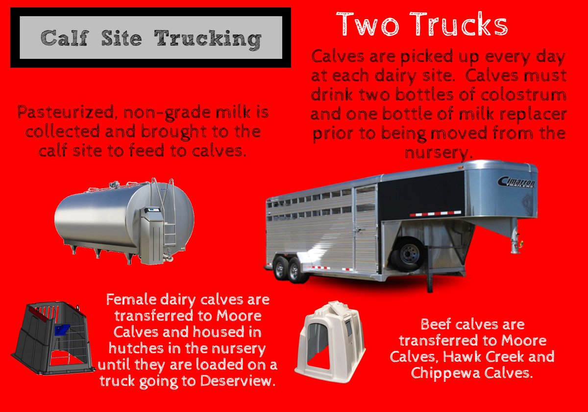 RiverviewLLP's tweet photo. Calf Site Trucking is essential for success on the dairy farm. After the calves are born and fed colostrum, they are transported to calf sites where they are raised. #AnimalHealth #SustainableFarming2017 #AmericanFarmer #Farm17 https://t.co/V6zKzbjTOW