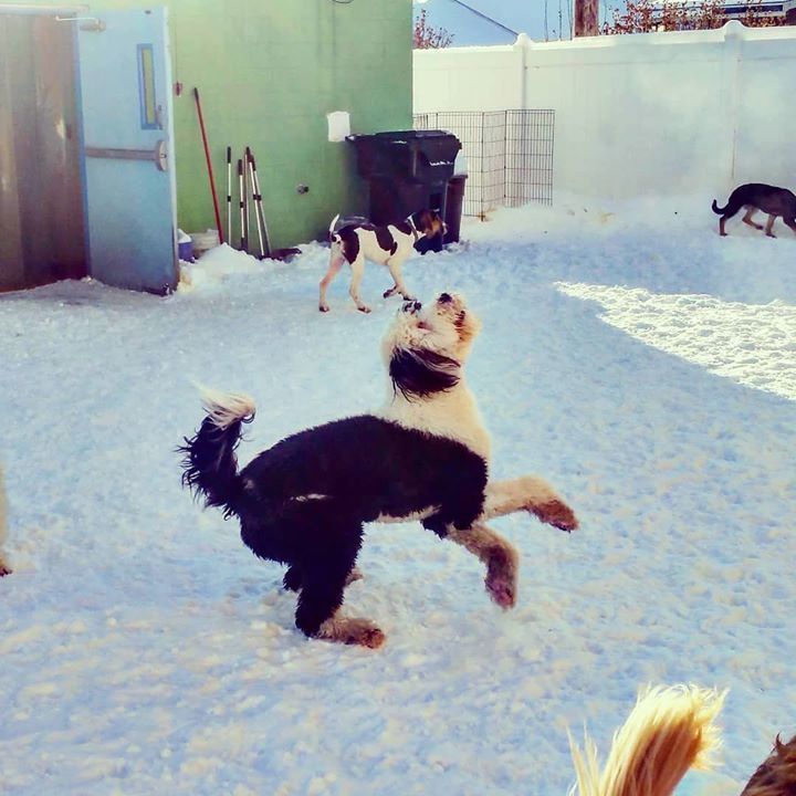 PattiKlumpp's tweet image. Yoshi dancing around the play yard! This pup lives life to the fullest! #morningcrew #dogsofinstagram #k9kidsclub #dogdaycareisthebest #dogsatplay #yoshi #sheepadoodle #dance #snowdogs ift.tt/2liRE7l ift.tt/2h923Ut