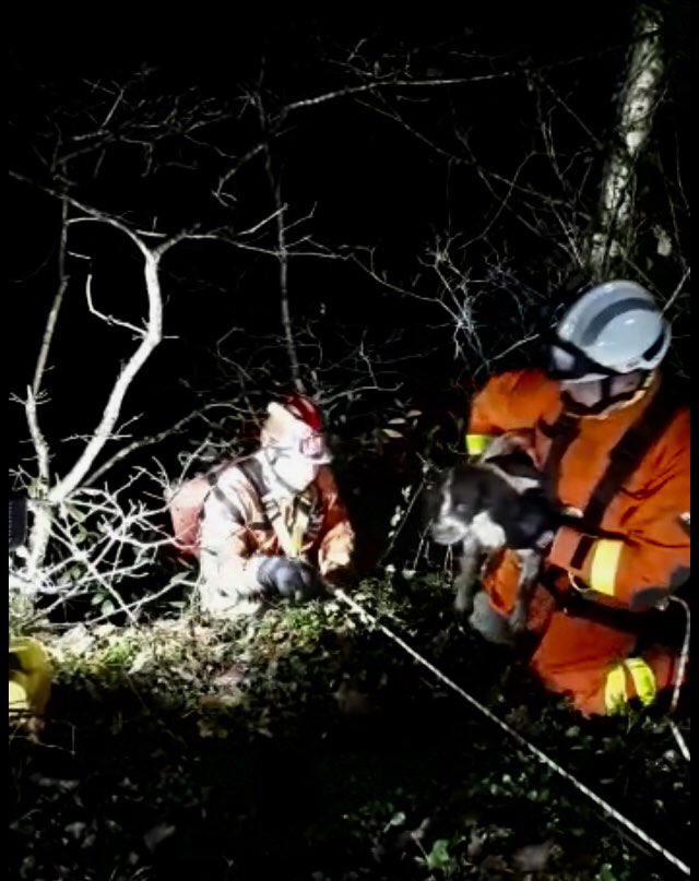 mawwfire's tweet photo. #mwwcontrol One very lucky Spaniel rescued by our expert rope rescue teams, reunited with its owner @mawwTechnical @MorristonFire @PontardaweFire &amp; Neath crews rescued the dog after it fell 100ft down an embankment, we hope the dog is well &amp; cwtched up with its owner tonight 🐶🚒 https://t.co/7CFNqPqSXn