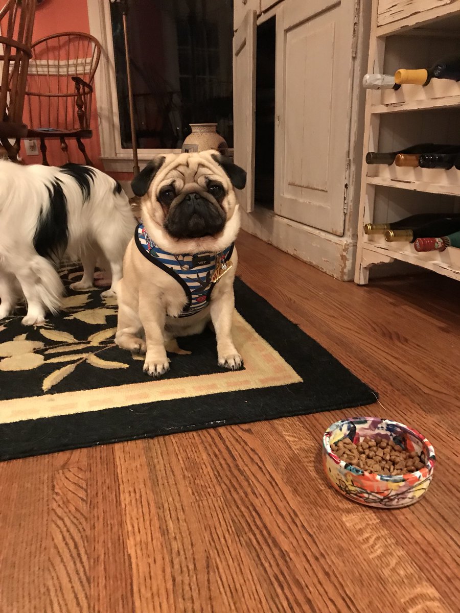 matildazpug's tweet photo. Q1: What did Santa bring your pug?
A1: A new harness, ID Tag bling, &amp; a new dog bowl!
#PugChat https://t.co/L5IM5BhvqO