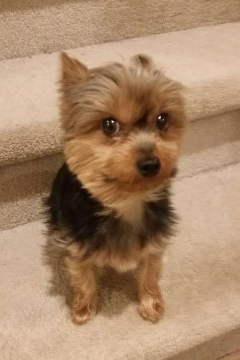 TonysHobbyVault's tweet image. OK. Found em all! $3 each. Plus shipping &amp;amp; all applicable sales taxes.  j/k 😃. Headed your way my friend. 🐶