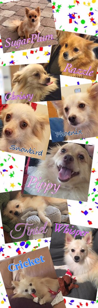 Many of the Pomeranians we took in a couple weeks ago will be ready for adoption this week. Visit pprfl.org to apply. #adoptdontshop
