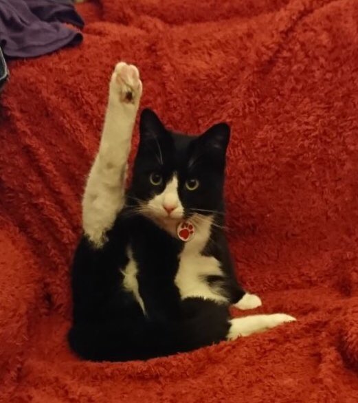 MarkCapra's tweet photo. Hey @TreasuryMog - Poppyβs normal #Wednesday #night #yoga & my friendβs #furrtastic #cat, #Tequila, doing #GladdersYoga for the #firsttime π» https://t.co/RK4JipjqAk