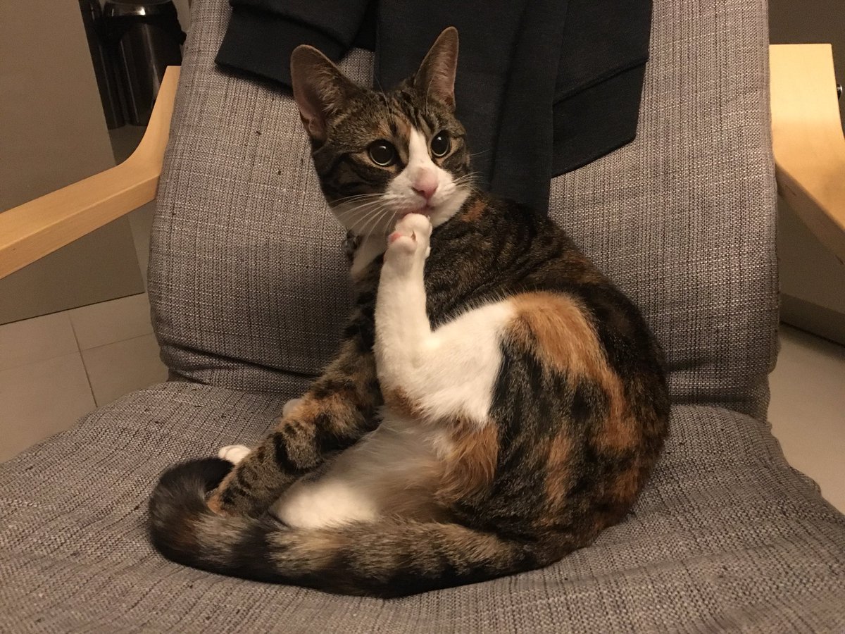 MarkCapra's tweet photo. Hey @TreasuryMog - Poppyβs normal #Wednesday #night #yoga & my friendβs #furrtastic #cat, #Tequila, doing #GladdersYoga for the #firsttime π» https://t.co/RK4JipjqAk